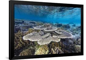 A profusion of hard and soft corals on Sebayur Island, Komodo Nat'l Park, Flores Sea, Indonesia-Michael Nolan-Framed Photographic Print