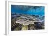 A profusion of hard and soft corals on Sebayur Island, Komodo Nat'l Park, Flores Sea, Indonesia-Michael Nolan-Framed Photographic Print