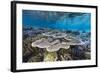 A profusion of hard and soft corals on Sebayur Island, Komodo Nat'l Park, Flores Sea, Indonesia-Michael Nolan-Framed Photographic Print