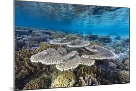 A profusion of hard and soft corals on Sebayur Island, Komodo Nat'l Park, Flores Sea, Indonesia-Michael Nolan-Mounted Photographic Print