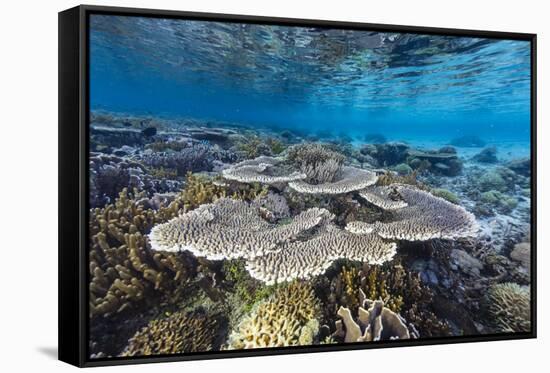 A profusion of hard and soft corals on Sebayur Island, Komodo Nat'l Park, Flores Sea, Indonesia-Michael Nolan-Framed Stretched Canvas