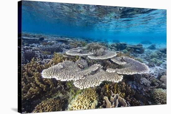 A profusion of hard and soft corals on Sebayur Island, Komodo Nat'l Park, Flores Sea, Indonesia-Michael Nolan-Stretched Canvas