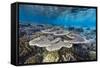 A profusion of hard and soft corals on Sebayur Island, Komodo Nat'l Park, Flores Sea, Indonesia-Michael Nolan-Framed Stretched Canvas