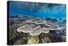 A profusion of hard and soft corals on Sebayur Island, Komodo Nat'l Park, Flores Sea, Indonesia-Michael Nolan-Stretched Canvas