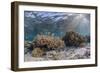 A profusion of hard and soft corals on Sebayur Island, Komodo Nat'l Park, Flores Sea, Indonesia-Michael Nolan-Framed Photographic Print