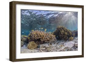 A profusion of hard and soft corals on Sebayur Island, Komodo Nat'l Park, Flores Sea, Indonesia-Michael Nolan-Framed Photographic Print