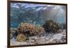 A profusion of hard and soft corals on Sebayur Island, Komodo Nat'l Park, Flores Sea, Indonesia-Michael Nolan-Framed Photographic Print