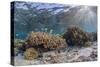 A profusion of hard and soft corals on Sebayur Island, Komodo Nat'l Park, Flores Sea, Indonesia-Michael Nolan-Stretched Canvas