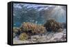 A profusion of hard and soft corals on Sebayur Island, Komodo Nat'l Park, Flores Sea, Indonesia-Michael Nolan-Framed Stretched Canvas