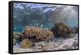 A profusion of hard and soft corals on Sebayur Island, Komodo Nat'l Park, Flores Sea, Indonesia-Michael Nolan-Framed Stretched Canvas
