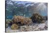 A profusion of hard and soft corals on Sebayur Island, Komodo Nat'l Park, Flores Sea, Indonesia-Michael Nolan-Stretched Canvas