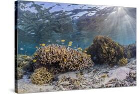 A profusion of hard and soft corals on Sebayur Island, Komodo Nat'l Park, Flores Sea, Indonesia-Michael Nolan-Stretched Canvas