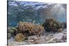 A profusion of hard and soft corals on Sebayur Island, Komodo Nat'l Park, Flores Sea, Indonesia-Michael Nolan-Stretched Canvas