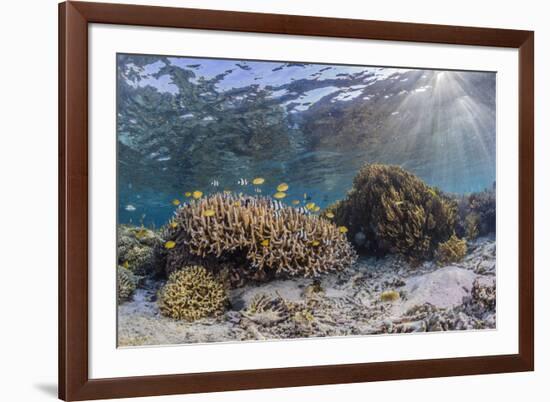 A profusion of hard and soft corals on Sebayur Island, Komodo Nat'l Park, Flores Sea, Indonesia-Michael Nolan-Framed Photographic Print