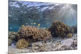 A profusion of hard and soft corals on Sebayur Island, Komodo Nat'l Park, Flores Sea, Indonesia-Michael Nolan-Mounted Photographic Print