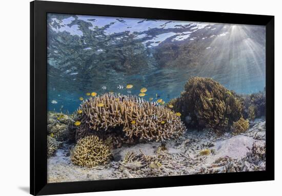 A profusion of hard and soft corals on Sebayur Island, Komodo Nat'l Park, Flores Sea, Indonesia-Michael Nolan-Framed Photographic Print