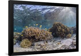 A profusion of hard and soft corals on Sebayur Island, Komodo Nat'l Park, Flores Sea, Indonesia-Michael Nolan-Framed Photographic Print