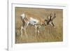 A Pronghorn Buck, Antilocapra Americana, Grazes in a Field-Richard Wright-Framed Photographic Print