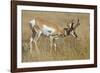 A Pronghorn Buck, Antilocapra Americana, Grazes in a Field-Richard Wright-Framed Photographic Print