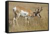 A Pronghorn Buck, Antilocapra Americana, Grazes in a Field-Richard Wright-Framed Stretched Canvas