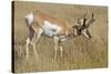 A Pronghorn Buck, Antilocapra Americana, Grazes in a Field-Richard Wright-Stretched Canvas