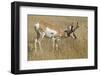 A Pronghorn Buck, Antilocapra Americana, Grazes in a Field-Richard Wright-Framed Photographic Print