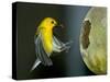 A Prothonotary Warbler-null-Stretched Canvas