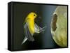 A Prothonotary Warbler-null-Framed Stretched Canvas