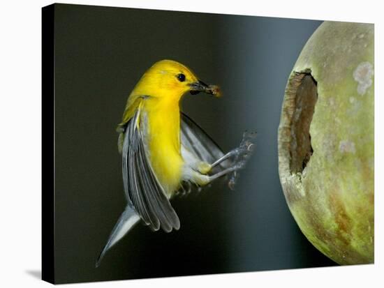 A Prothonotary Warbler-null-Stretched Canvas