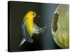 A Prothonotary Warbler-null-Stretched Canvas