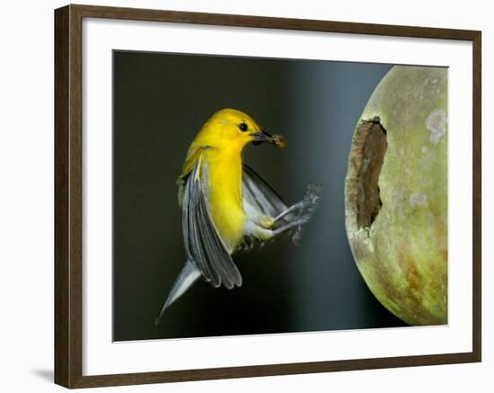 A Prothonotary Warbler-null-Framed Photographic Print