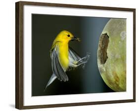 A Prothonotary Warbler-null-Framed Photographic Print