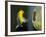 A Prothonotary Warbler-null-Framed Photographic Print