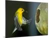 A Prothonotary Warbler-null-Mounted Photographic Print