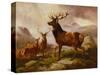A Proud Stag-Samuel John Carter-Stretched Canvas