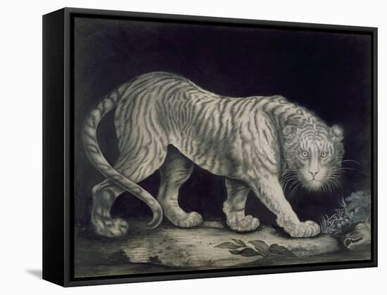 A Prowling Tiger (Pencil on Paper)-Elizabeth Pringle-Framed Stretched Canvas