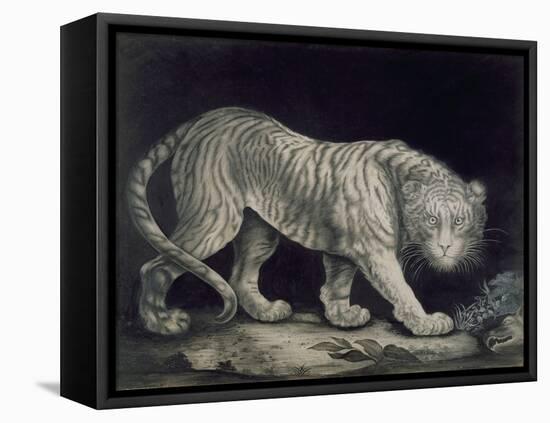 A Prowling Tiger (Pencil on Paper)-Elizabeth Pringle-Framed Stretched Canvas