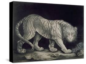 A Prowling Tiger (Pencil on Paper)-Elizabeth Pringle-Stretched Canvas