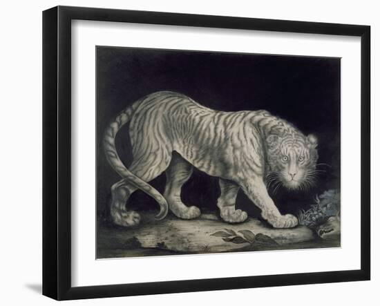 A Prowling Tiger (Pencil on Paper)-Elizabeth Pringle-Framed Giclee Print