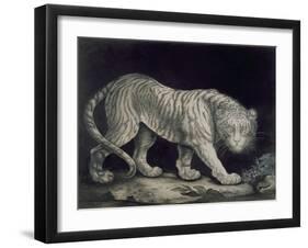 A Prowling Tiger (Pencil on Paper)-Elizabeth Pringle-Framed Giclee Print