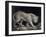 A Prowling Tiger (Pencil on Paper)-Elizabeth Pringle-Framed Giclee Print