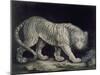 A Prowling Tiger (Pencil on Paper)-Elizabeth Pringle-Mounted Giclee Print