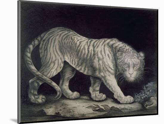 A Prowling Tiger (Pencil on Paper)-Elizabeth Pringle-Mounted Premium Giclee Print