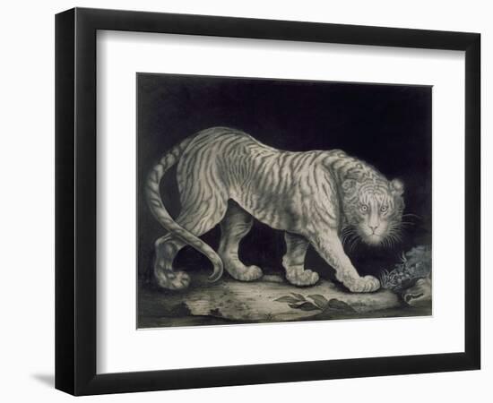 A Prowling Tiger (Pencil on Paper)-Elizabeth Pringle-Framed Giclee Print