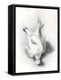 A Ptarmigan, 1898-99-Edward Adrian Wilson-Framed Stretched Canvas