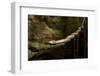 A Puerto Rican Boa at the Mouth of La Cueva De Los Culebrones, a Cave in Puerto Rico-Neil Losin-Framed Photographic Print