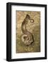 A Puerto Rican Boa Consuming a Bat at La Cueva De Los Culebrones, a Cave in Puerto Rico-Neil Losin-Framed Photographic Print