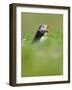 A puffin (Fratercula arctica) calling or gaping from long grass, Pembrokeshire, Wales, United Kingd-Matthew Cattell-Framed Photographic Print