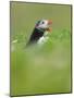 A puffin (Fratercula arctica) calling or gaping from long grass, Pembrokeshire, Wales, United Kingd-Matthew Cattell-Mounted Photographic Print