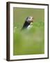 A puffin (Fratercula arctica) calling or gaping from long grass, Pembrokeshire, Wales, United Kingd-Matthew Cattell-Framed Photographic Print